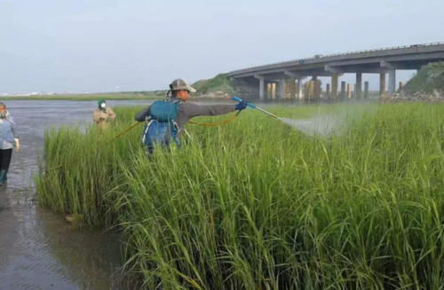 40年前中国引入一物种，如今胜过小龙虾，吃货也无能为力！