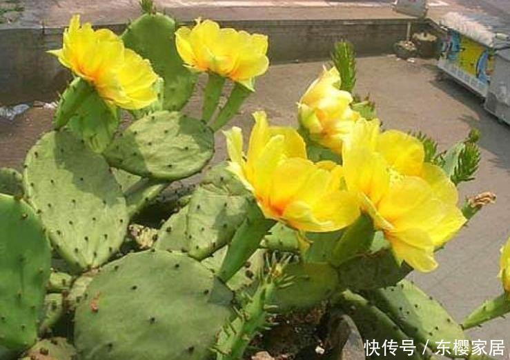 「富贵」几种旺运花,吉祥添富贵,迷人的花朵开满整个花盆,快养起来吧