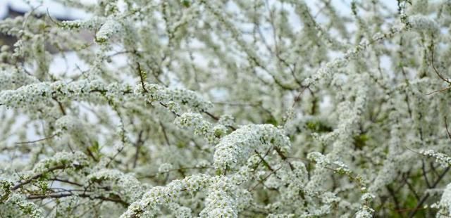 「植物」奇特植物之——喷雪花，繁花如白雪，耐寒耐热耐阴，南北方都在种