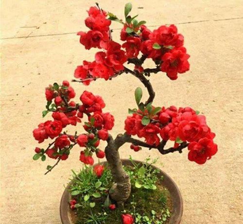  『自带』这“3种”植物，自带“贵气”，再贵也要养1盆，能“旺运”！