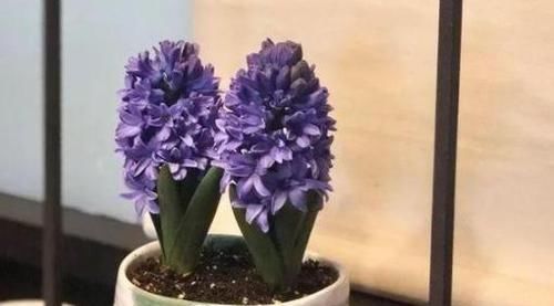  花满：居家养风信子：掌握3个'适当'，花满枝头，香飘四溢