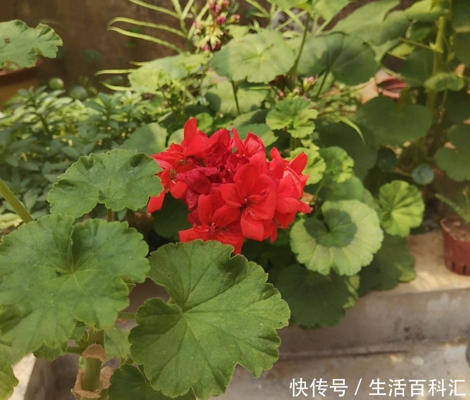  「漂亮」生活中常见的6种花，都含有“毒性”，再喜欢都不能在室内养