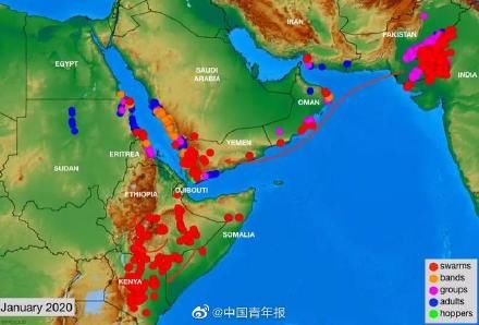  危及@追踪 | 非洲蝗灾危及我国？农业农村部回应来了