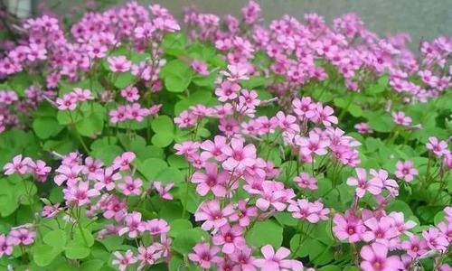  『茶壶』自从迷上养花，厨房里的工具都不见了