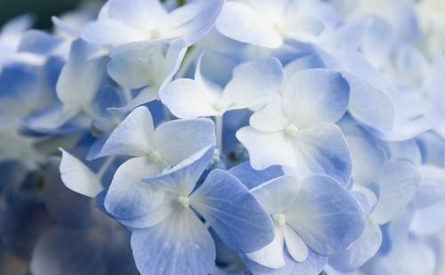  『天天』阳台适合养3种花，开花漂亮好养活，花期长达200天，天天都能赏花