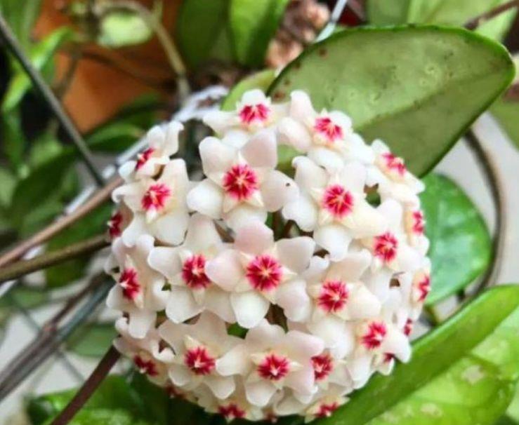 #韵味#这5款花草夏天养,花大色艳花势旺,养在家里洁白如玉,韵味十足