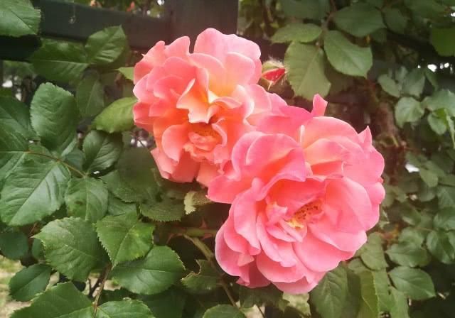  「多姿多彩」月季花：多姿多彩，美轮美奂，居然还能长到树上？