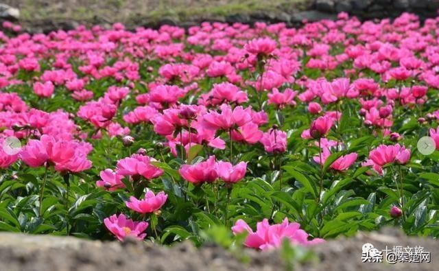 『观赏时间』全部免费!千亩芍药、500亩油牡丹花开成海… 周末约起