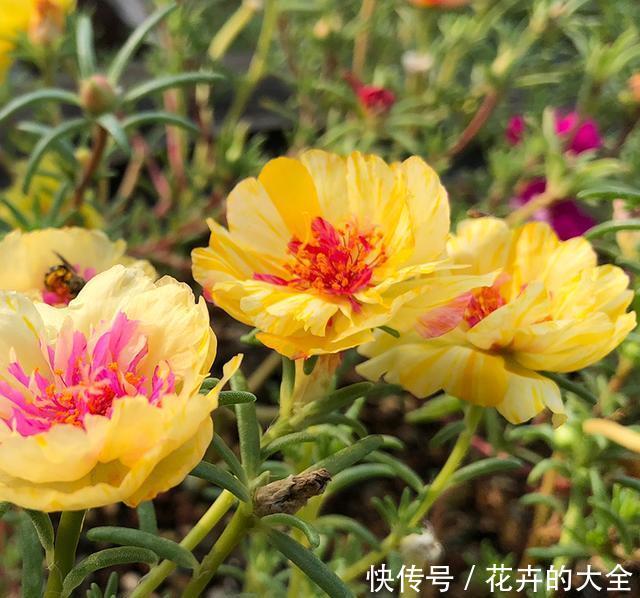  【时间】养1盆太阳花，时间会给你一个美丽的答案