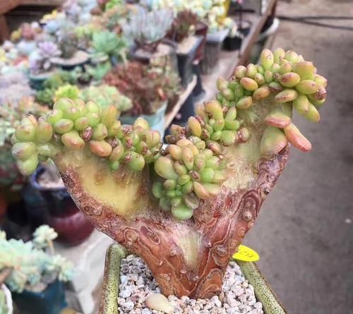  片花瓣■不明白什么是“缀化”？一招让你变成多肉老司机！