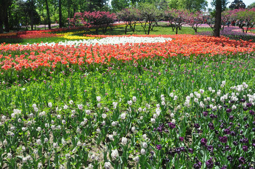 这些北京赏花地，你都去过吗？