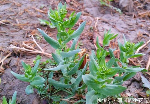  #皮实#这2种野花皮实耐修剪，一根枝条长出一盆，开花俊俏可爱