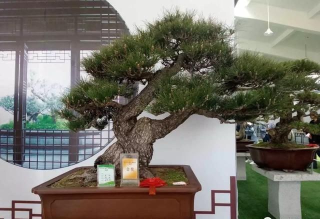 中国?新沂第二届精品盆景展回顾