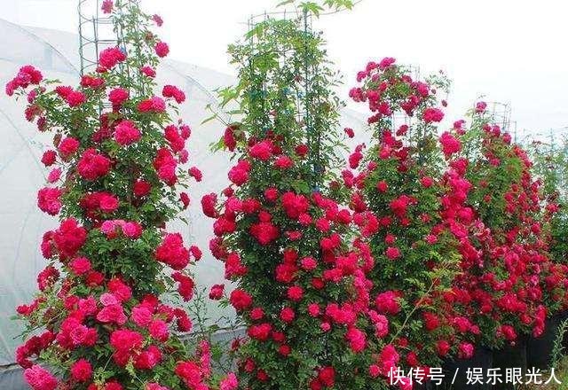 【扑鼻】绿萝扔了吧!种上这种花!几个月就爬满院墙!花香扑鼻邻居都羡慕