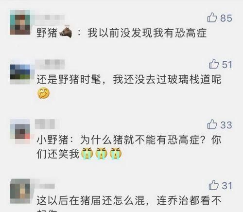 野猪闯进玻璃栈道后秒怂！网友：谁还不是个宝宝啊