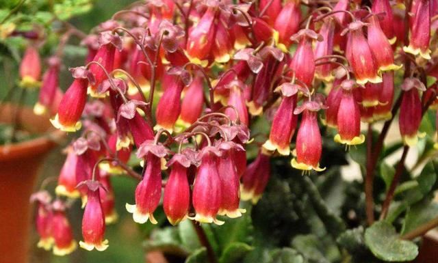  「养花」养花就养这几款,花期长开花艳丽,开花一茬接一茬,花苞开满阳台