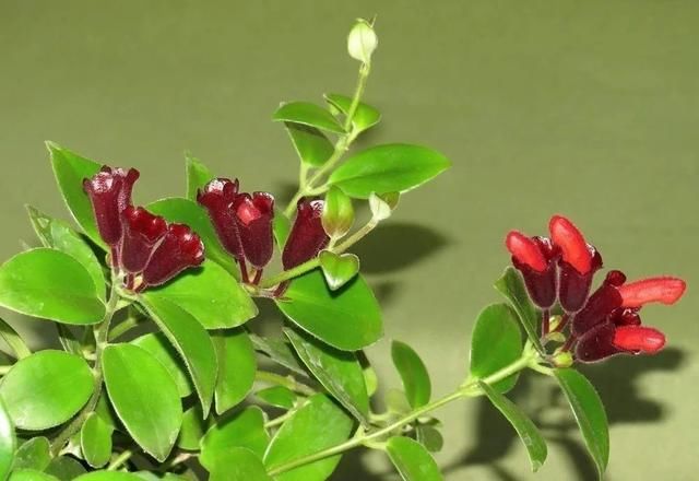  特别■毛萼口红花四季都可开花，特别耐阴，忽略一点，很多人都养不好