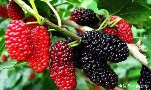 老农种了10几亩桑葚，成熟季到了一天能卖上千斤。