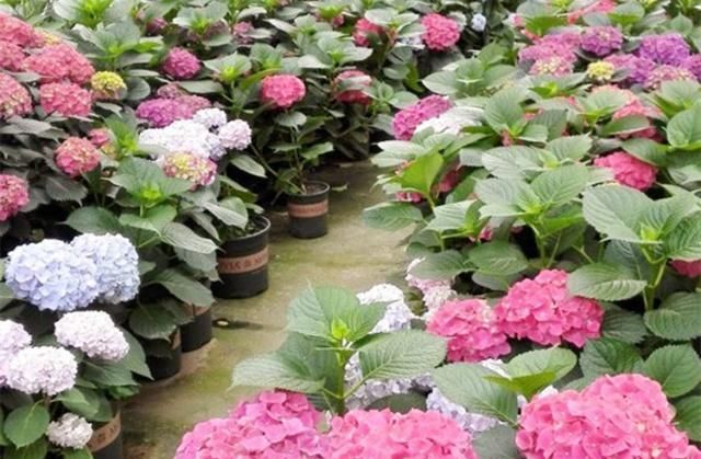  扦插：养绣球花，用对“技术”，爆盆没问题！