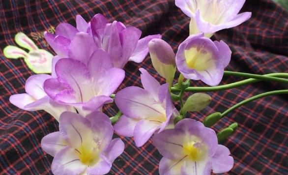 【春天】“香气十足”的3种花,春天正好可以养,家里放1盆还能“驱蚊”!