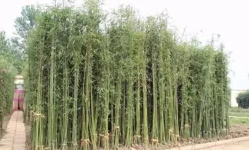 适合庭院种植的树木种类有哪些？