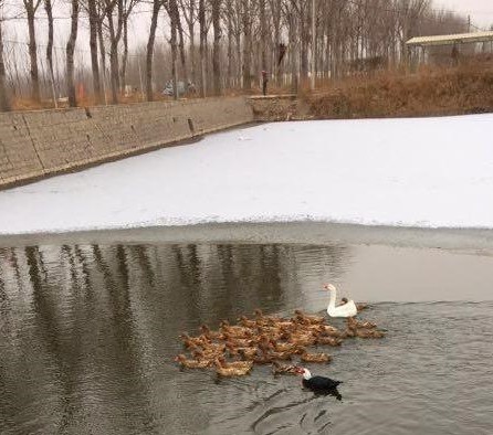  「死角」农村俗语“鸭寒下水，鸡寒上树”什么意思，树上不更冷
