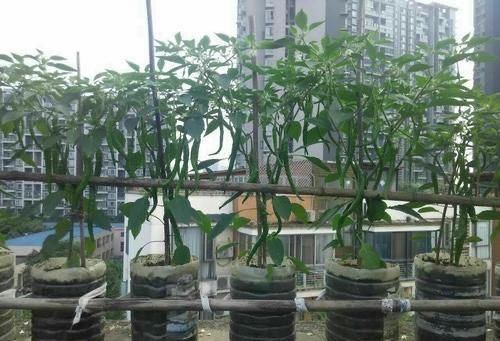 「辣椒」5个空油桶,变成种辣椒神器,阳台种5棵,收获多,不用去买辣椒了