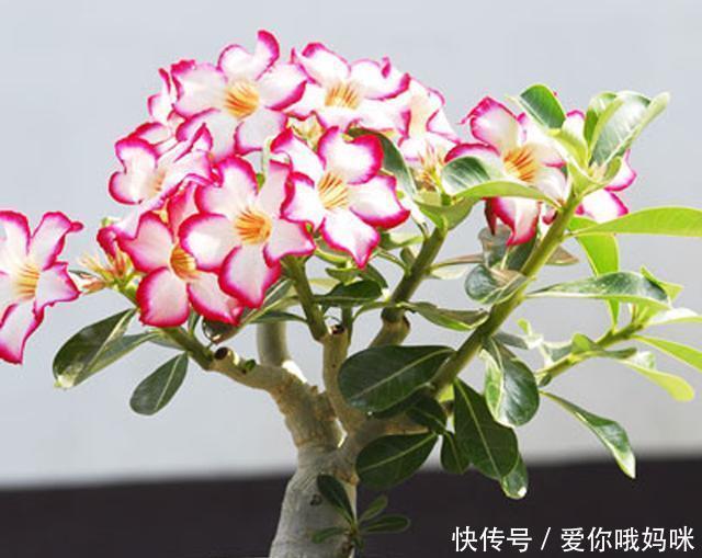  花被@此花被称为“天然盆景”一年花开4次，再贵都要种2棵，美呆了！