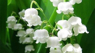  【栽种】家养7种“耐阴花”，阳光少也能“开花”旺，叶子直挺绿油油！