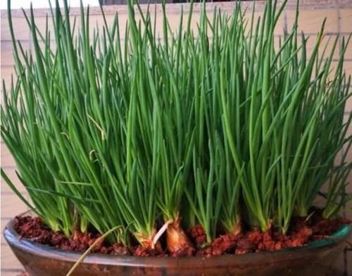  『营养』“5种菜”种阳台，营养好吃，7天就能吃一茬，不用出门买！
