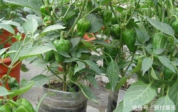 “2种菜”适合种阳台，1个空油桶就搞定，长出“红辣椒”一串串
