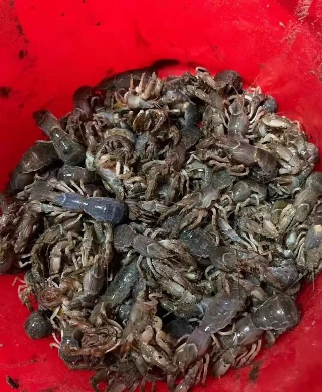 密密麻麻!烟台海边涌来了一批“怪虾”绵延上百米......