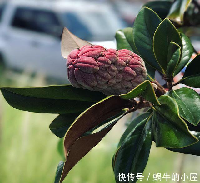 『玉兰』枇杷树上开出白荷花？这个高洁芬芳的花朵，原来是荷花玉兰呀