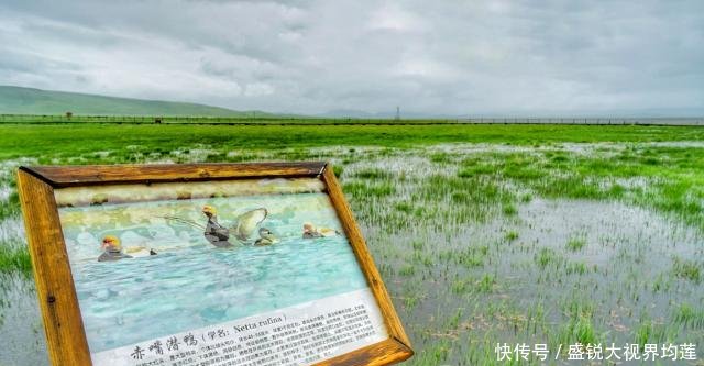甘肃最大高原淡水湖变迁史 曾三次干涸见底 20年“长”大五倍！