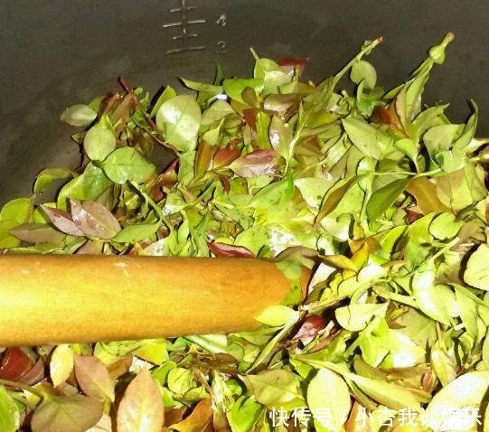  「延年益寿」南方一种“染菽树”，枝叶是宝贝，相传能“延年益寿”，价值珍贵