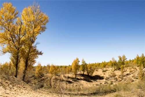  「沙漠变绿洲」全球首个“沙漠变绿洲”的地方，现已生机盎然，