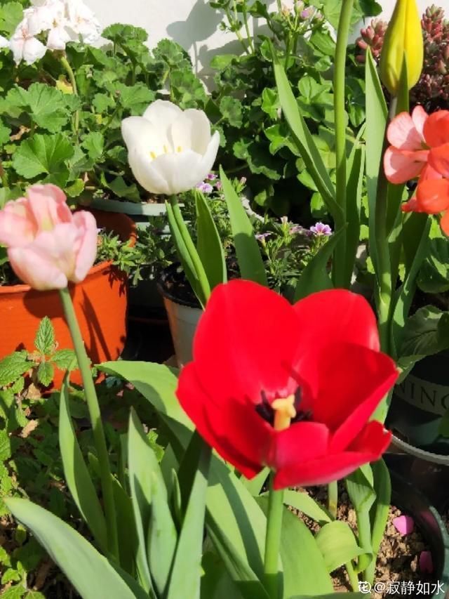  开出漂亮■阳春三月，出门踏青，原来有这么多漂亮花！