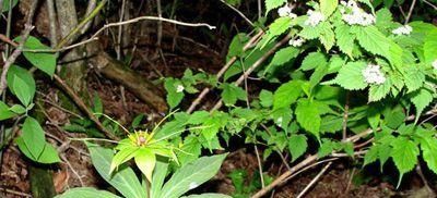  「竹节参」在城里是宝，在农村是草，为何这些高收入的野菜农民