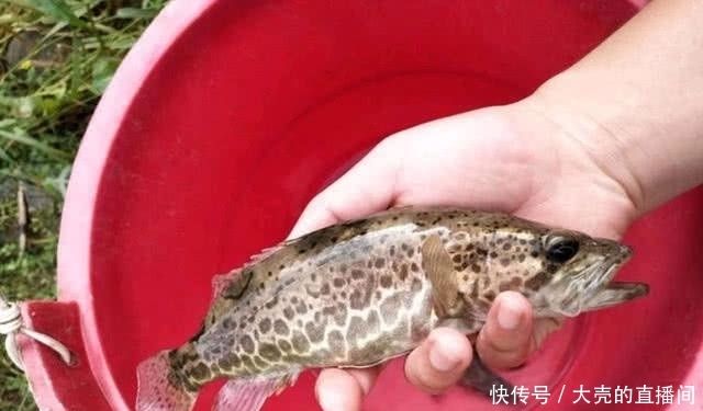  地方@它是淡水鱼中的上等佳肴，也是钓鱼人喜欢的凶猛鱼
