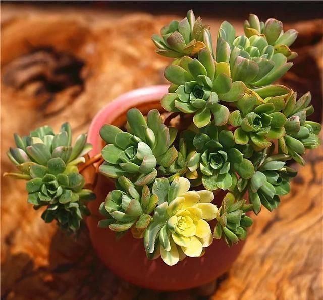  「属多肉植物」推荐八种高颜值多肉，好看又好养