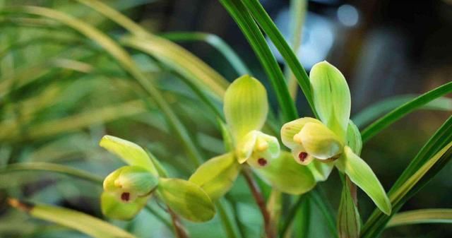  「好运」3种花适合家养，开花漂亮味道香，室内养一盆，改善环境纳好运