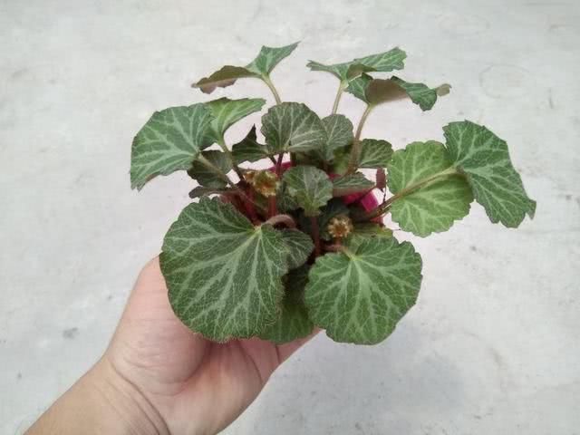 『植物』野外有种植物叫虎耳草,它的内在价值很高,收集回来可以卖好价钱