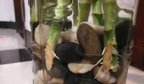  『水里』2种药品可当肥料，扔水里当营养液，富贵竹喝完能“开花”