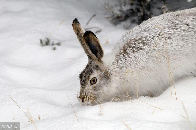 生肖兔5月1号之后也就是,成就光辉人生的开始