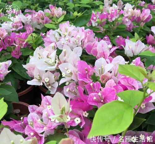 「花卉」此花一年开花300多天,见过的人都夸漂亮,开花就像孔雀开屏