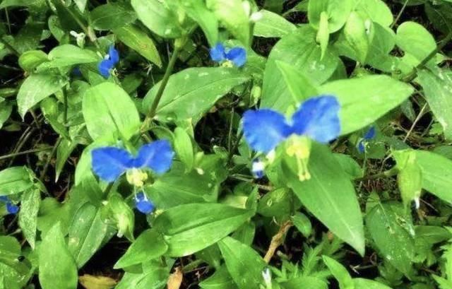  [植物]农村的1种“鸭跖草”，在春天长势快，花朵像“蝴蝶”，珍贵！