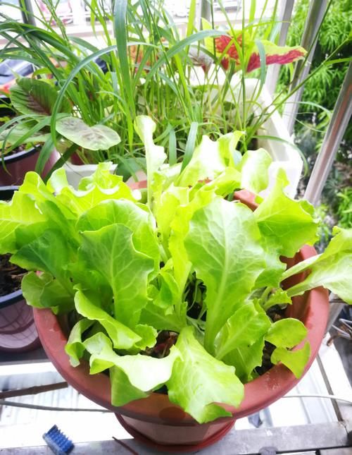  蔬菜都|别人都收获了，你还在犹豫，6种蔬菜种在阳台，60天收获一箩筐