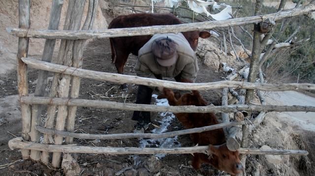  『老刘』甘肃6旬老人深山养牛，光挣钱，不会花钱，看钱都哪里去了