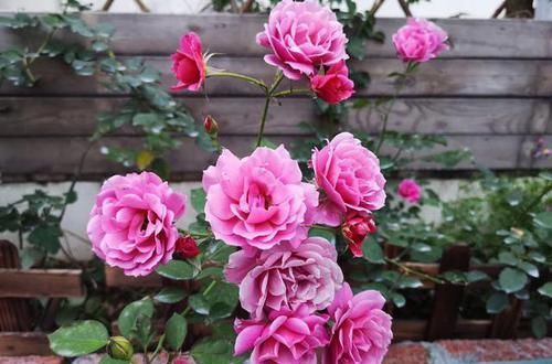  『季花葵』家里养盆这个花，枝条沾了“水土”就生根，一年养出几十盆