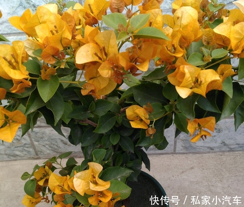  持久|三角梅开花后，3件事别做，花期才能持久